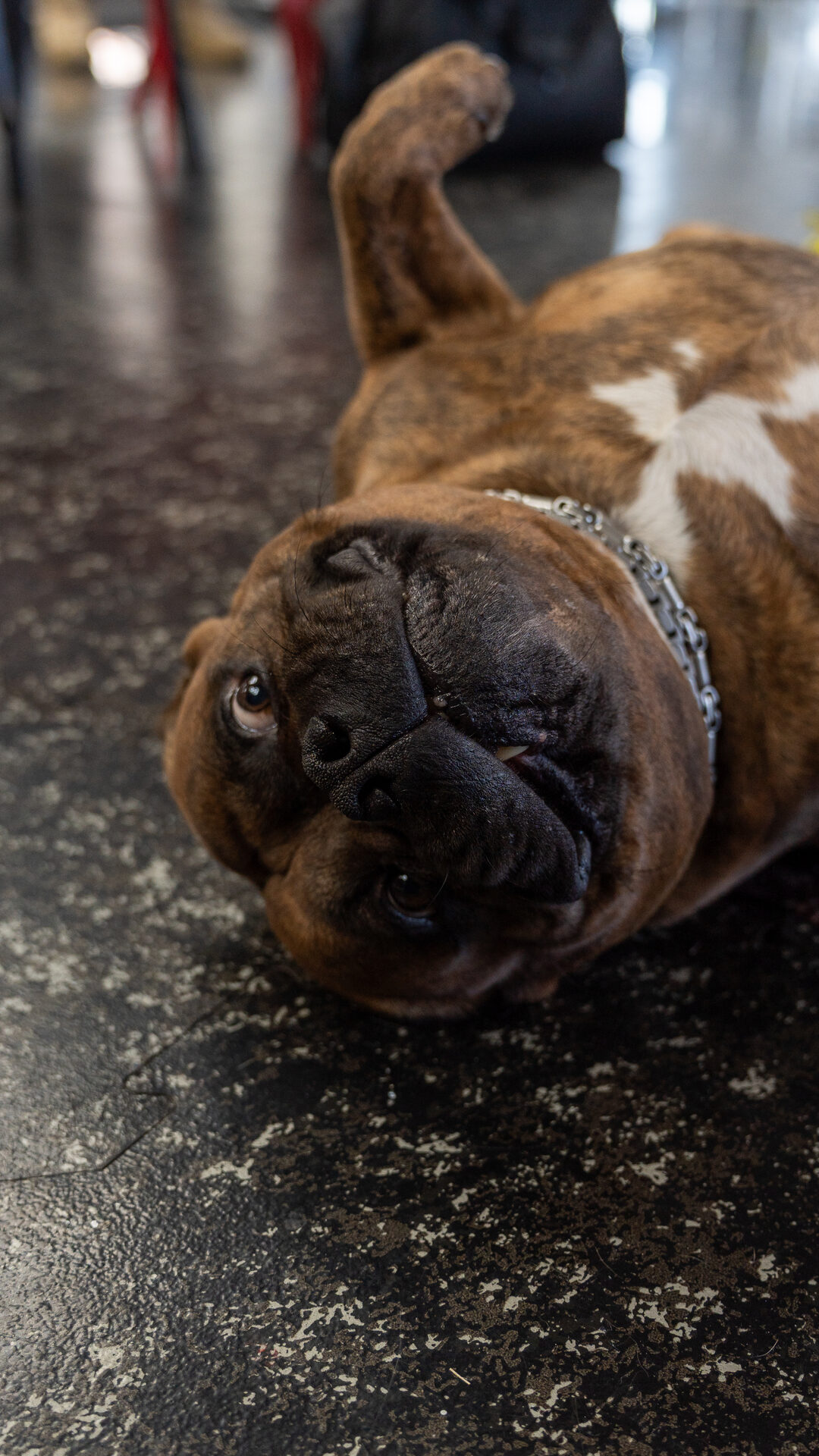 La mascotte Universe Fitness